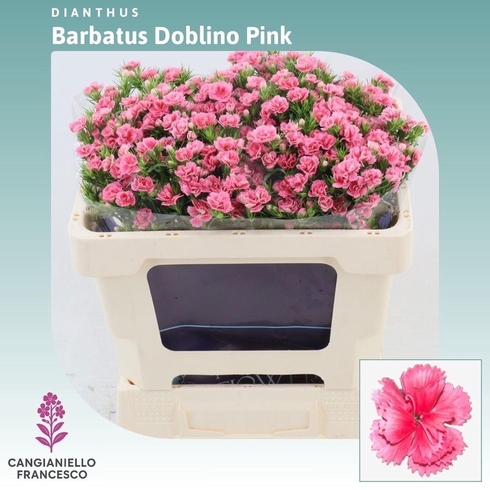 <h4>DI BARB DOBLINO PINK</h4>