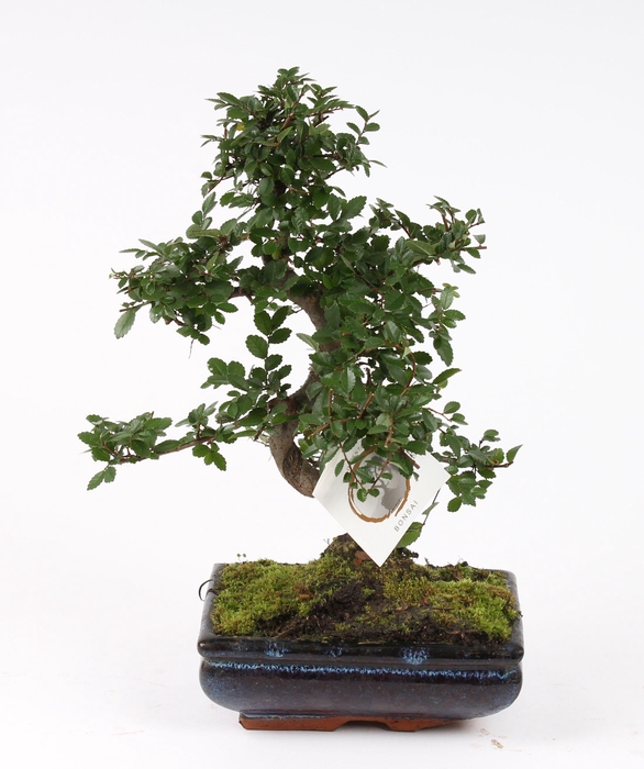 <h4>Bonsai Mix in ø20cm Ceramic S-Shape</h4>