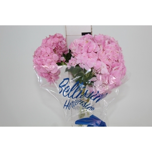 HORTENSIA FORCE 060 CM ROSA