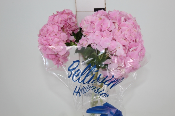 <h4>HORTENSIA FORCE 060 CM ROSA</h4>