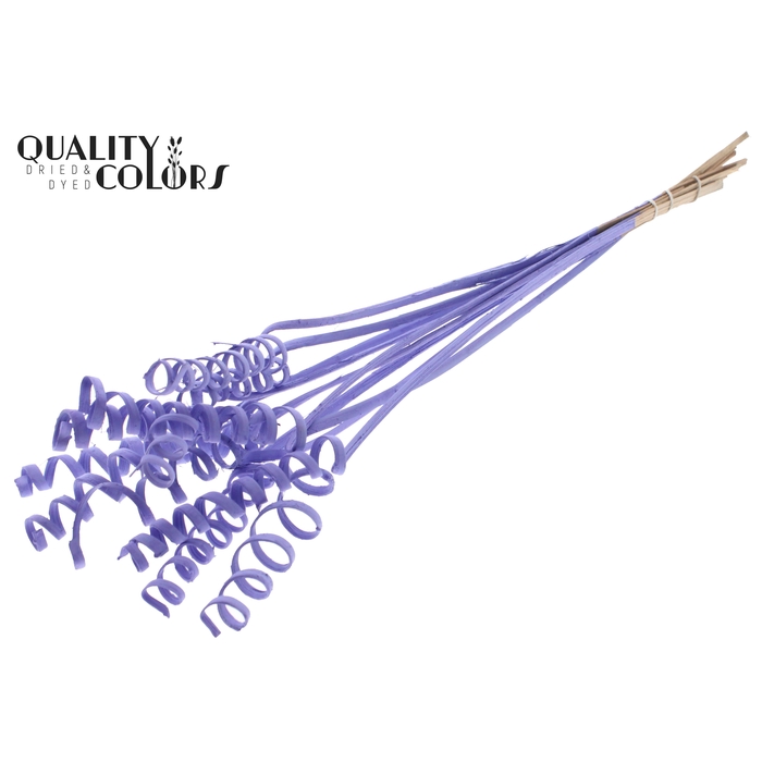 <h4>Cane Spring on stem Covered Milka</h4>