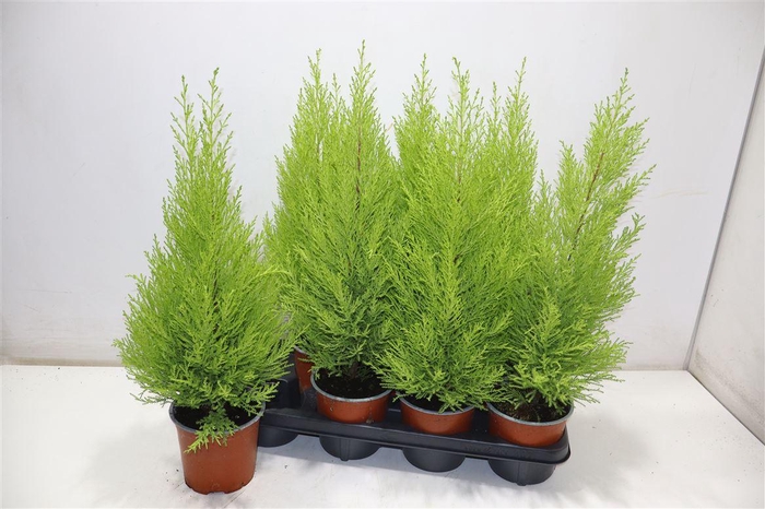 <h4>Cupr Ma Goldc Wilma</h4>