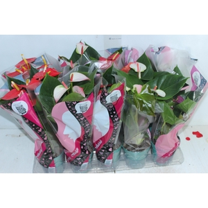 ANTHURIUM VARIADO P12
