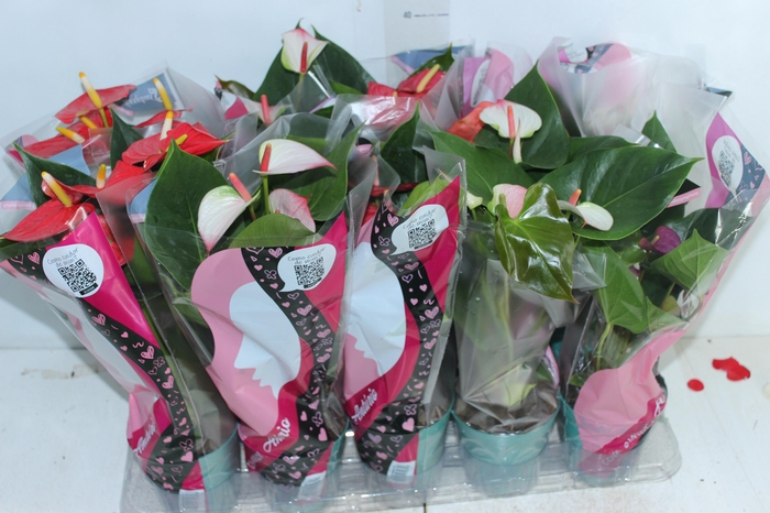 <h4>ANTHURIUM VARIADO P12</h4>