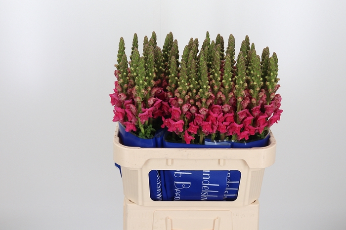 <h4>Antir Antibes Rose</h4>