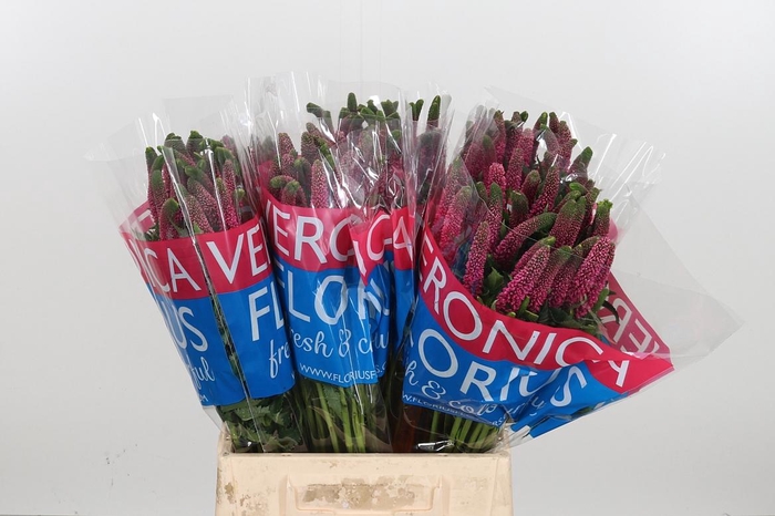 <h4>Veron Smart Iselle</h4>