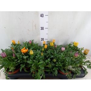 Gazania   ...mix