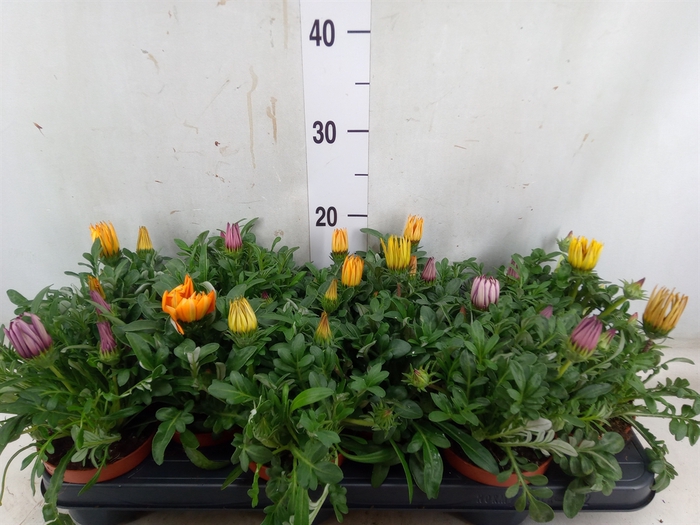 <h4>Gazania   ...mix</h4>