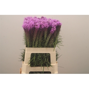 Liatris Spicata