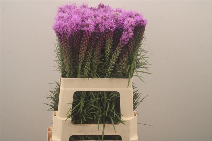 <h4>Liatris Spicata</h4>