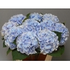 Hydrangea verena blue