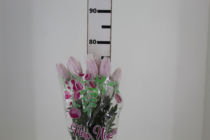 <h4>ANASTASIA CIPRIA 080 CM LILAS</h4>