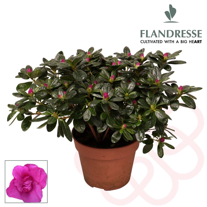<h4>Azalea Flandresse® 'paars' 22 - 25 cm</h4>