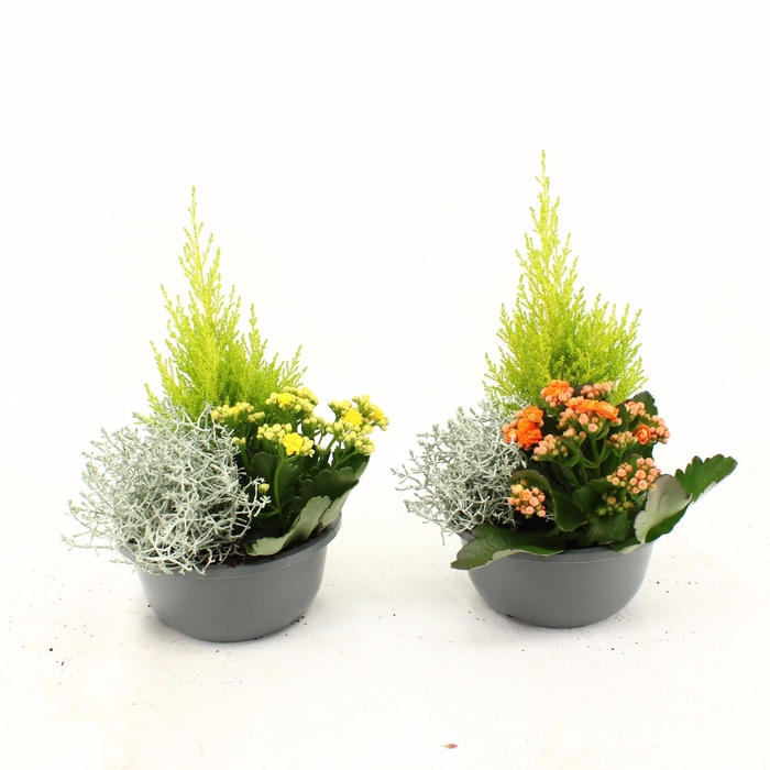 <h4>ARR TUINPLANTEN</h4>