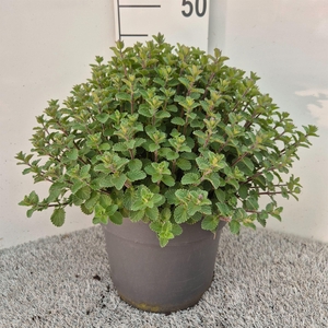 Nepeta faassenii  'Purrsian Blue'