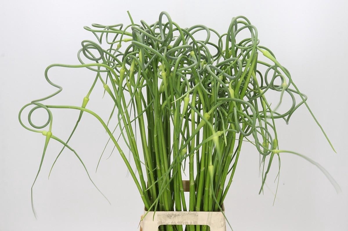 <h4>Allium Sativum Ophioscorodon</h4>