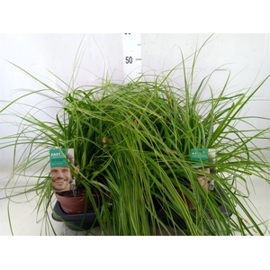 Carex oshimensis 'Everco Everlime'