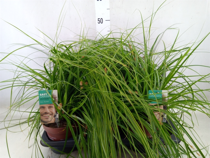 <h4>Carex oshimensis 'Everco Everlime'</h4>