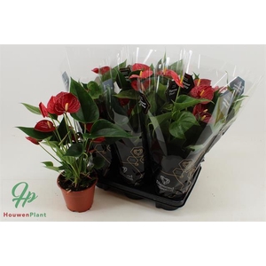 ANTHU DIAMOND RED