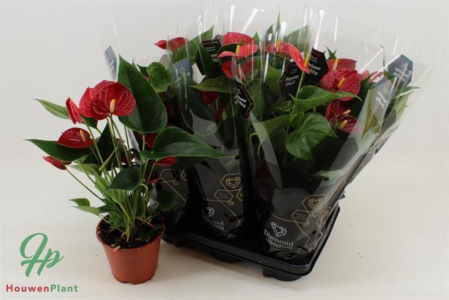 ANTHU DIAMOND RED