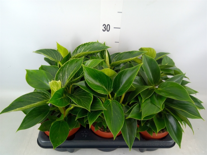 <h4>Philodendron   ...</h4>