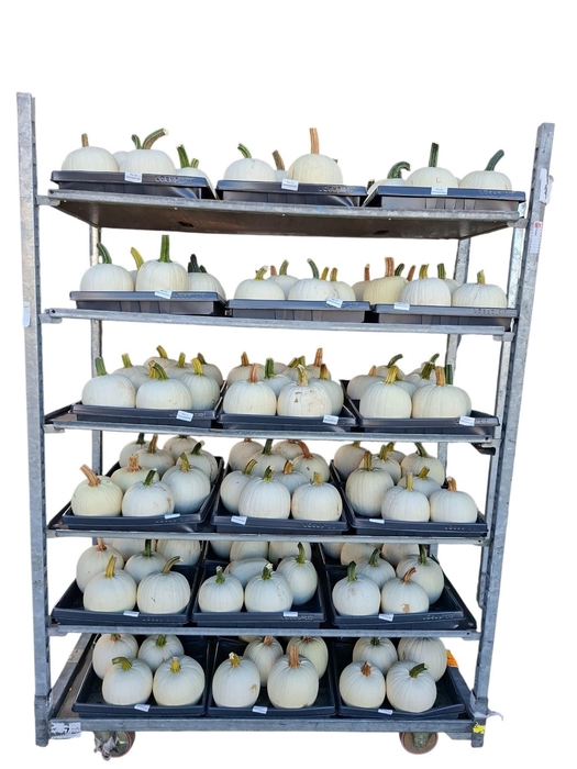 <h4>CUCURBITA</h4>