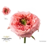 Rosa Garden New Design