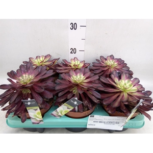 Aeonium   ...