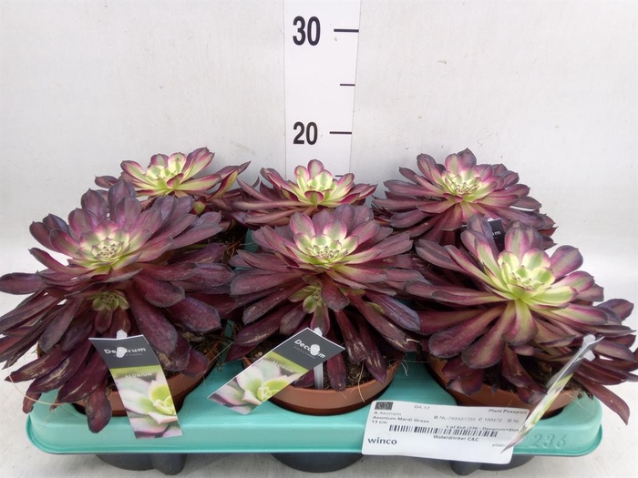 <h4>Aeonium   ...</h4>