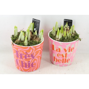 arr4 Narcis RN - Ker. Tres Chic