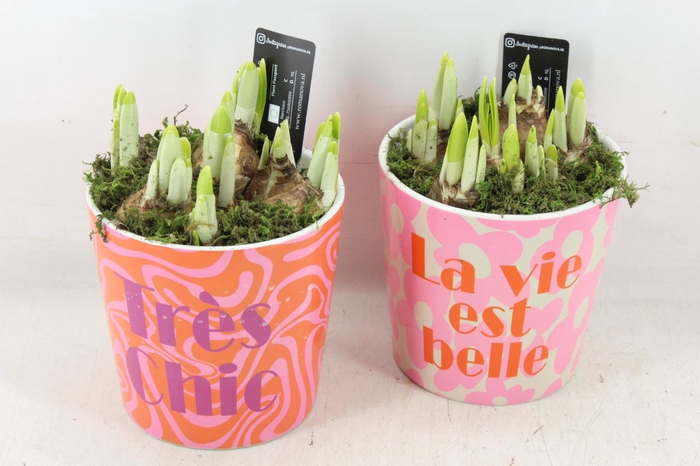 <h4>arr4 Narcis RN - Ker. Tres Chic</h4>