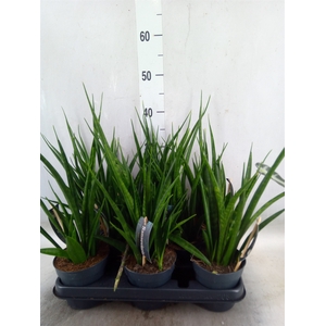 Sansevieria kirkii 'Friends'