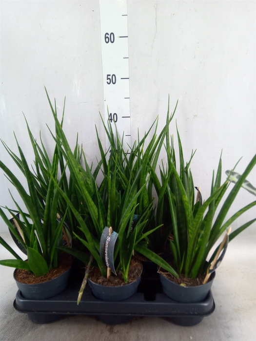 <h4>Sansevieria kirkii 'Friends'</h4>