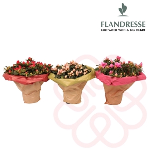 Azalea Flandresse® Bouquet
