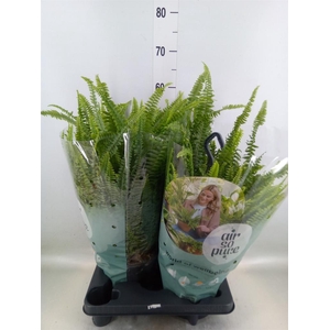 Nephrolepis exal. 'Green Lady'