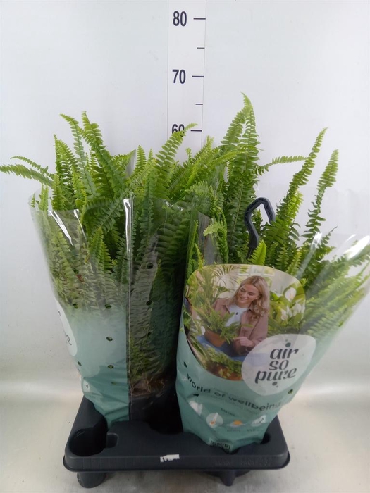 <h4>Nephrolepis exal. 'Green Lady'</h4>