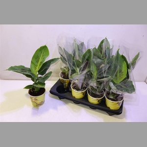Musa Tropicana