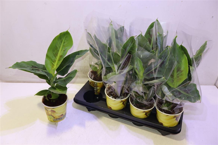 <h4>Musa Tropicana</h4>