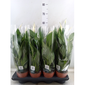 Spathiphyllum  'Pico Cupido'