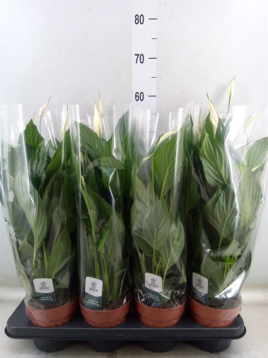 <h4>Spathiphyllum  'Pico Cupido'</h4>
