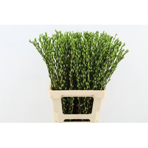 Salix Snowflake 70cm Apple Grn