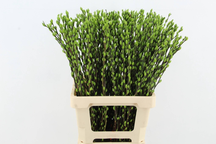 <h4>Salix Snowflake 70cm Apple Grn</h4>
