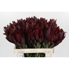 Leucadendron Saf Sunset Magenta