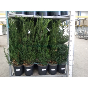 Taxus baccata
