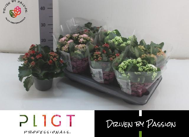 <h4>KAL GE GROOTB GEM</h4>