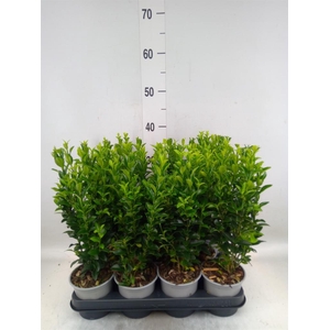 Euonymus japon. 'Green Spire'