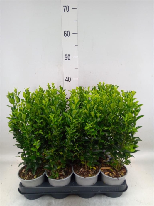 <h4>Euonymus japon. 'Green Spire'</h4>