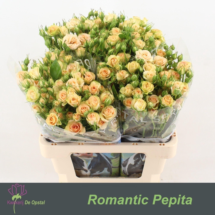 <h4>R TR ROMANTIC PEPITA</h4>