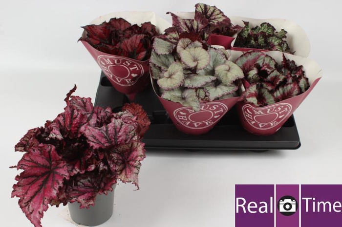 <h4>BEG BEL GEM</h4>