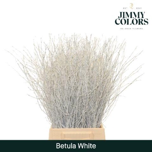 Betula L60 White